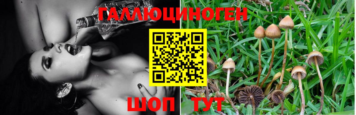 Галлюциногенные грибы мухоморы  Калининград  Псилоцибиновые грибы Psilocybe 